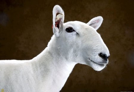 Sheep - portrait, animal, sheep, farm