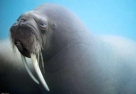 walrus - creature, underwater, walrus, beauty, teeth