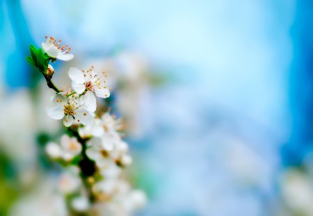 Apple Tree Blossoms - flowers, branches, blossoms, nature, spring, apple, petals, tree