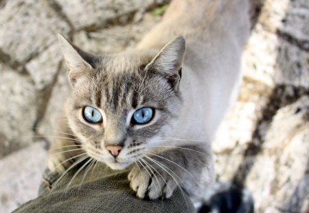 Cat - sleepy, cute, beautiful, cat, sleeping, kitty, cats, hat, cat face, paws, face, animals, pretty, beauty, sweet, kitten, lovely