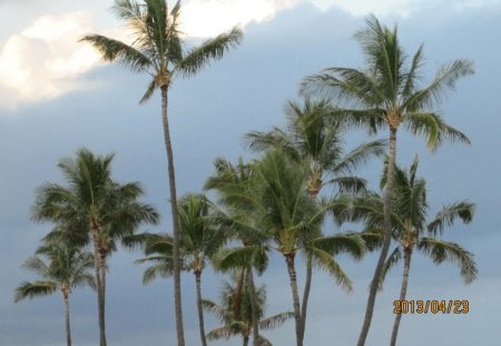 Ewa Beach Palms - beach, tree, palm, nature