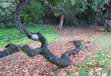 Snake Tree - nature, snake, tree, natural