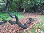 Snake Tree