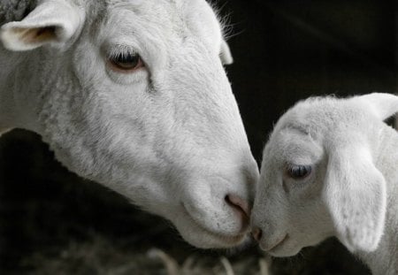 Sheep and a lamb - sheep, cute, mother, love, lamb