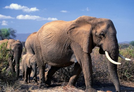 Elephant troops - elephant, going, wild life, flock