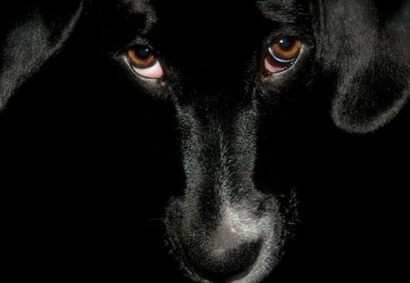 Pleading eyes - pleading, blask, dog, pet