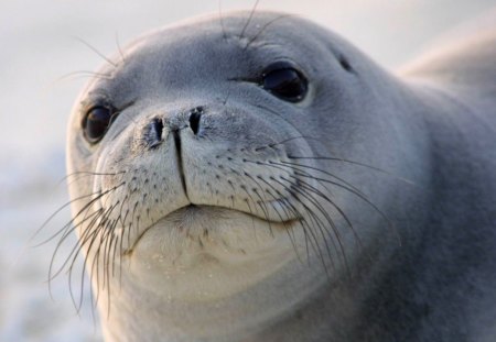 Seal - seal, under water, portrait, cute