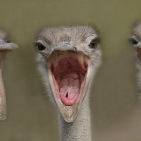 small cute ostrich