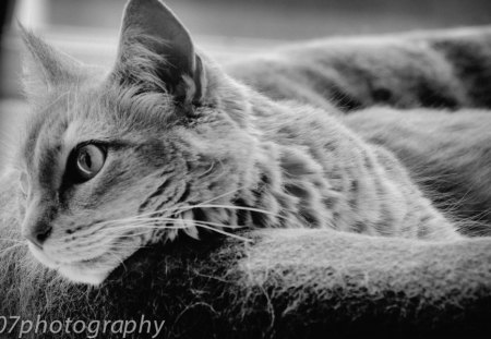 cat - black, wp, white, photography, cute, bw, cat, animals