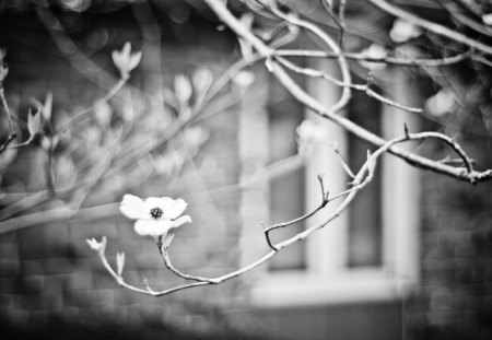 Spring is coming ... - black, white, photography, bw, spring, flower