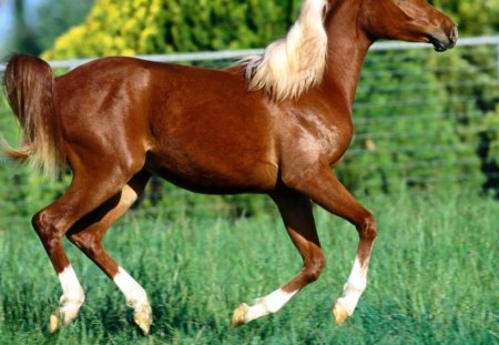 Brown horse - field, horse, animal, domestic