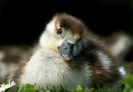 Adorable goosling - bird, cute, goosling, adorable