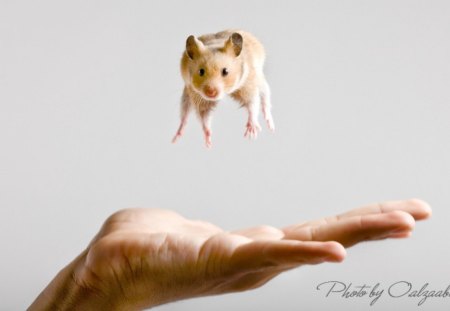 Mice hip hop