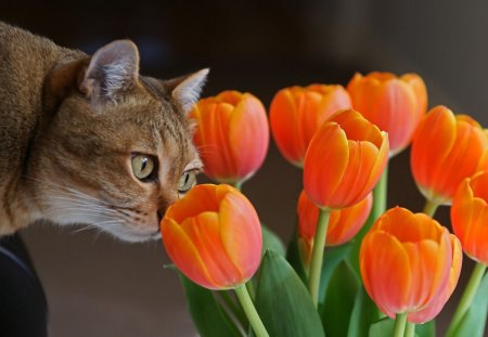 Cat and tulips - sleepy, cute, beautiful, cat, sleeping, kitty, cats, hat, cat face, paws, face, animals, pretty, beauty, sweet, kitten, lovely