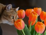 Cat and tulips