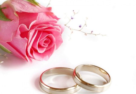 Pink rose & rings - rose, romance, pink, rings