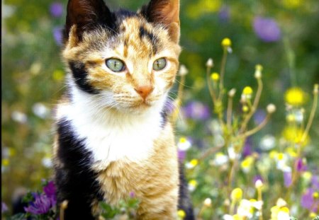 A calico cat sitting among flowers