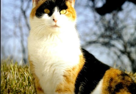 A calico cat outdoors