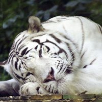 White tiger