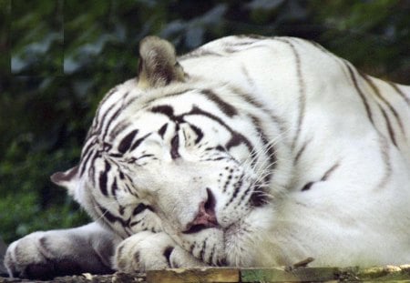 White tiger - white, beauty, zoo, tiger, wild life