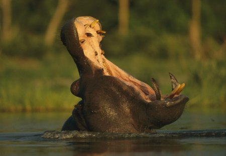 Hippo - hippo, animal, water, wild life