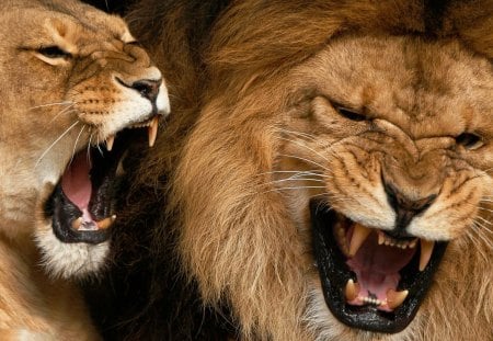 We are just laughing - lion, roar, wild life, lioness