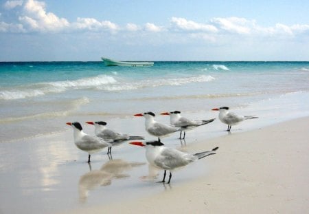 Birds on the beach - bird, birds, water, beach, strand