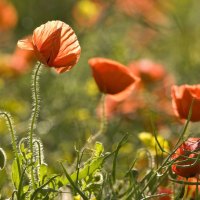 Poppies in the sun