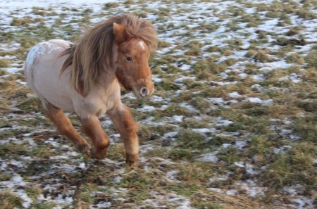 Tiny horse - pony, cute, running, horse