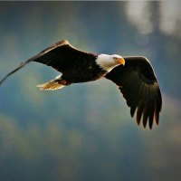 Flying Bald Eagle