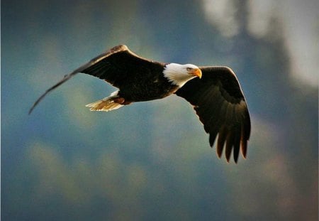 Flying Bald Eagle