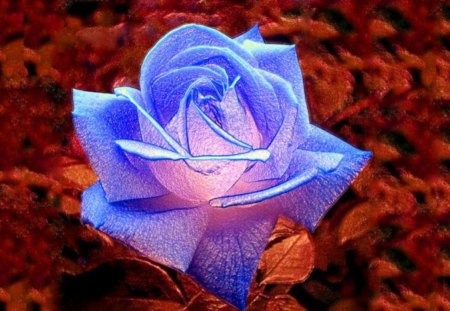 Enlighted Rose - flower, light, blossom, artificial, artwork