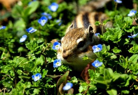 SPRING CHIP - nature, field, spring field, chipmunk, spring