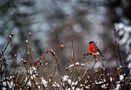 BULLFINCH - snow, bird, bullfinch, branches