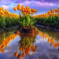 TULIPS in SWAMP