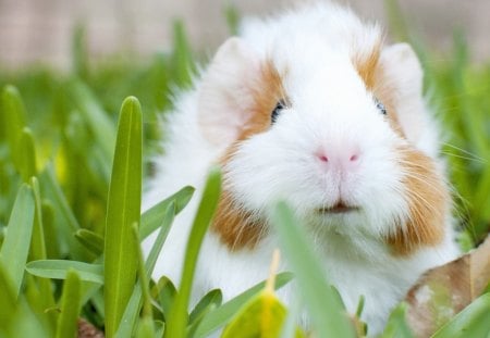 Guinea pig - guinea-pig, cute, rodent, grass