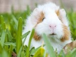 Guinea pig