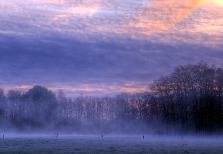 Early Morning Fog - clouds, trees, fog, foggy, sunrise, morning, fence, misty, sunset, purple, twilight, field, sky