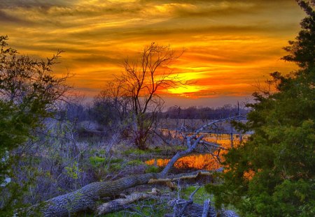 SPRING DUSK - water, reflection, herbs, spring, young, trees, sunset, log