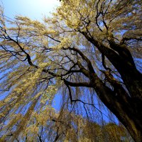 ZOOM SHOT of a TREE