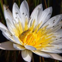 Reed frog