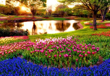 COLORFUL PARK - blue, gardens, sunrise, spring, light, parks, flowers, muscari, Tokyo, sun, trees, Japan, pond, morning, colorful, tulips, rays, park