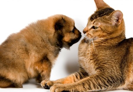 No! YOU ARE NOT MY MOTHER! - cat, familiarity, puppy, gray