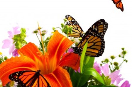 SPRING BEAUTIES - butterfly, lily, orange, flowers, flower