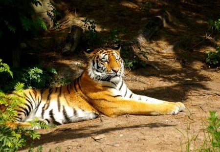 RESTING PREDATOR - rest, amur, predator, tiger