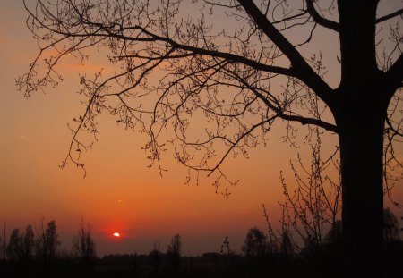 Sunset - nature, sky, evening, red, beautiful, sunsets, tree, sunset