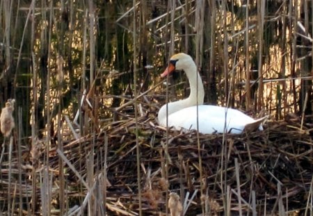 Mother-to-be - white, swan, abstract, photography, beautiful