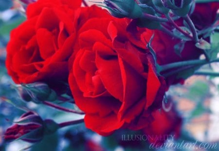 Happily ever after - red, flower, rose, pretty, nature