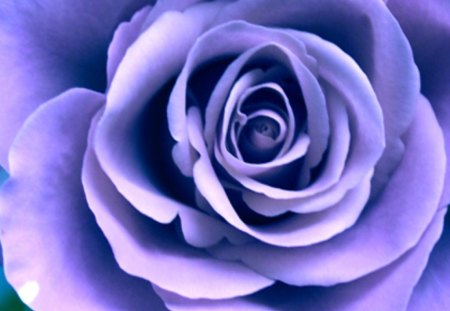 Hello Purple! - flower, purple, rose, macro, nature