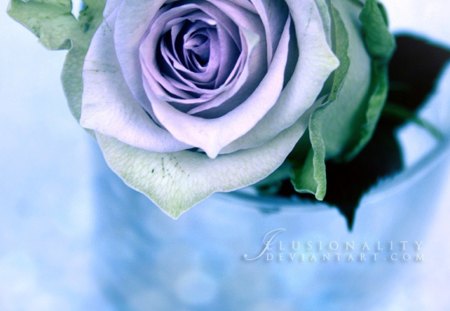 I will not be shaken - nature, purple, macro, soft, rose, flower